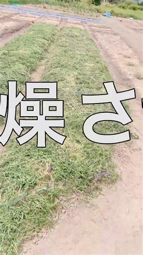 夏が来る前に雑草を刈って草マルチ対策を始めました🌿