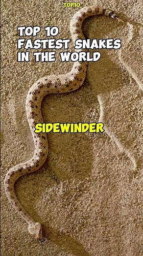 top 10 fastest snakes in the world