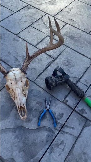 Do It Yourself European Mount - Do It Yourself Skull Mount - how to clean a deer skull
