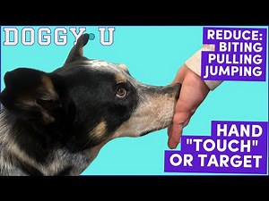 Hand Touch for Loose Leash Walking, Recall, Reducing Puppy Biting & Jumping: Hand Target Obedience