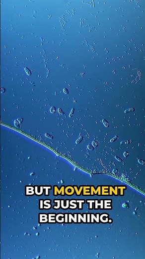 They Move… And They Hunt! Meet the Flagellates 🦠