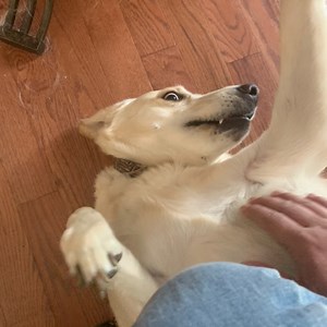 poor_judgement_ - Twitch