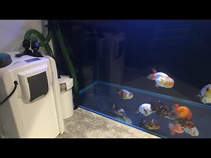 All pond solutions EFX-2000 filter review (Plus booster filter)