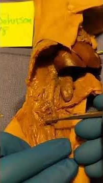 Fetal Pig Dissection - Reproductive System - Female