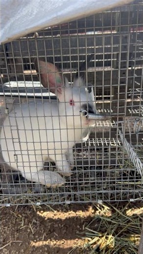 Meet Our 4H Show Rabbits — Travis, Connor, Fidget & Annie 🐇