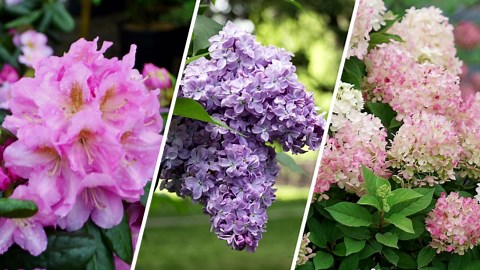 How To Use Japanese Maples In The Landscape