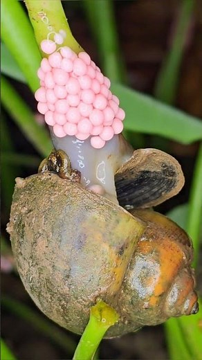 Close-Up: Snail Egg Laying Process in Nature