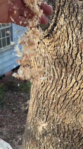 A. Gurrola trees service 🌳 (@a.gurrolatreesservice)’s videos with El Manuelito - En Vivo - El Fantasma