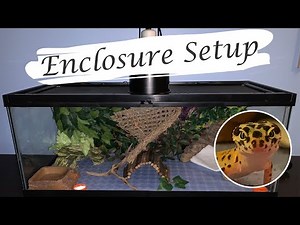 Setting Up My Leopard Gecko Enclosure