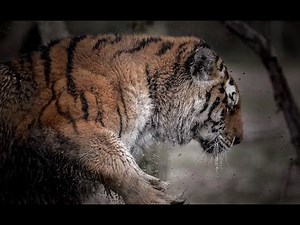 A siberian tiger‘ fight with a big male ’wild boar