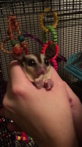 Adora enjoying her bread 😊❤️ #sugarglider | Kalee Carroll
