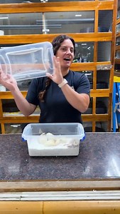 Ball pythons galore 🐍 The coolest thing about snake breeding, is that you never know what the babies will look like! They can all look completely different or totally the same! It’s really a guessing game 😋 Which one of these little guys is your favorite? 🤩 I’m really liking that like yellow dude ⭐️ | The Reptile Zoo