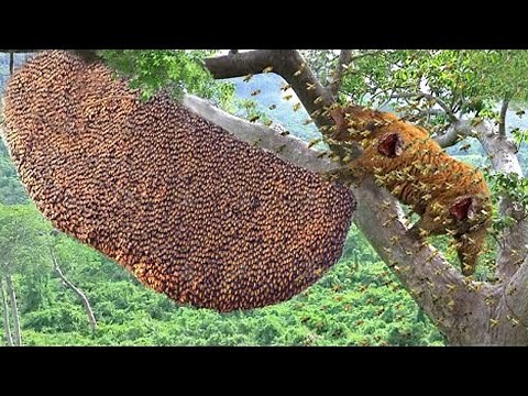 Bees Are Too Dangerous! Big Bear That Stole Honey Was Stung By the Bees Swollen Face| Bee Vs Animals