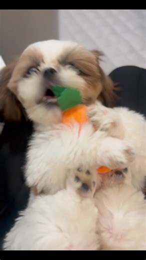 持ち方が赤ちゃんみたいで 可愛い🥰 #シーズー #犬 #시즈 #pet #love #いぬのいる暮らし #thúcưng #shihtzu #わんこのいる生活 #愛犬がいる暮らし #ペット #dog #いぬ #art #おすすめ