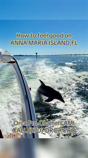Discover Dolphins at Anna Maria Island, Florida