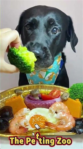 petting dog ASMR #dogeatingfood #dogeating #dogfood #dogeatingvideo #dog