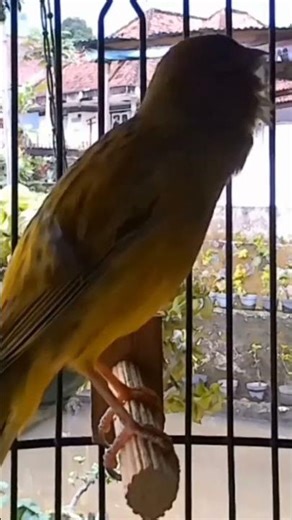 Relaxing Canary Bird Sounds #naturesounds #birdsounds #shorts