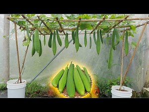 Growing loofah from seeds, the method of growing many fruits