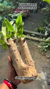 Different Varieties of Bamboo 🌿 Bring home the charm of nature with our beautiful bamboo varieties — from Lucky Bamboo, Buddha Belly, Bambusa, to Black Bamboo. Each one adds a touch of elegance, good vibes, and greenery to your space. Perfect for homes, offices, and balconies! Care: 🌱 Bright indirect light 💧 Keep soil slightly moist / Change water weekly (for water-grown types) 🌤 Avoid harsh sunlight 🌿 Light monthly feeding #GreenVibes #BambooCollection #IndoorPlants #PlantNursery | Cloud F