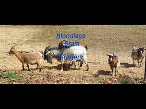Complete Bloodless Castration of Goat