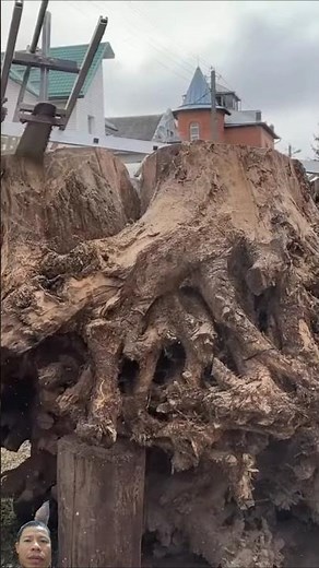 saw tree stump to make tree stump table