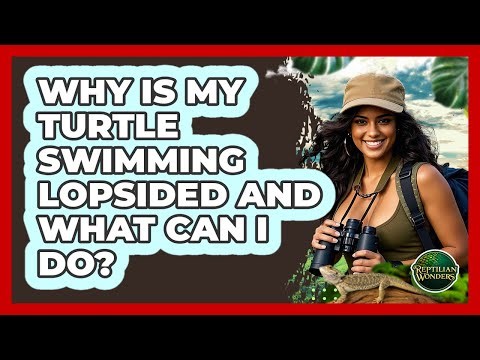 Why Is My Turtle Swimming Lopsided And What Can I Do? - Reptilian Wonders