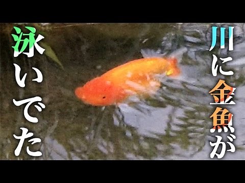 捨て金魚は素敵な金魚？