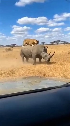 Mother Rhino SAVES Baby from Lion 😱 #shorts