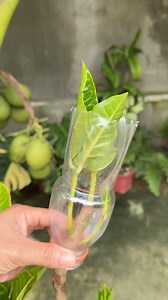 new propagation techniques #gardeningtips #propagating #plantbased #marcotting #planttips #gardeninspiration | Jayson Gaylan
