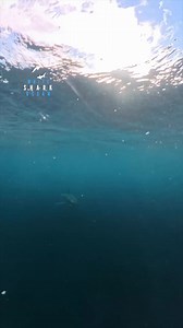 Great White Testing The Boat | White Shark Ocean