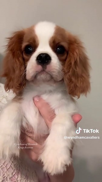 Wyndham of Petworth: Kings Ransom Cavalier Puppies