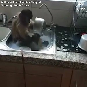 MONKEY SEE, MONKEY DO! This helpful pet monkey has watched her owner wash the dishes so often that she now lends a hand while he cooks. | WPLG Local 10