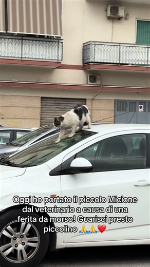 Per favore aiutate la mia colonia, in bio trovate la raccolta fondi. Anche solo un piccolo gesto vale tanto per loro, davvero 🙏🙏❤️ #gatti #gattirandagi #catsoftiktok #coloniagatti #animals