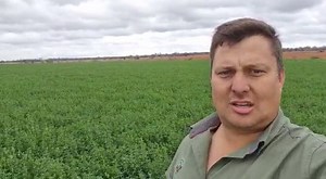 196 bales of lucerne - 400 bales per hectare with GuanoBoost. Wimpy de Lange en Seun is van die plaas retreat in swartwater. Voorheen het hulle 196 bale op die lusern land gekry en sedert hulle Guanoboost gebruik het die land nou opgeskiet na n ongelooflike 400 bale per hektaar. Die lusern het tweede asem gekry en bly nou sommer in die grond. Dit is te danke aan die unieke prinsiep van Nutrient Loading. GuanoBoost bevat elemente wat die plant nodig het in die regte vorm wat nie nodig is om afgeb