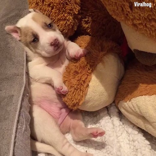 Tired? Can't sleep? This sleepy pup will send you over! 😴 | LADbible