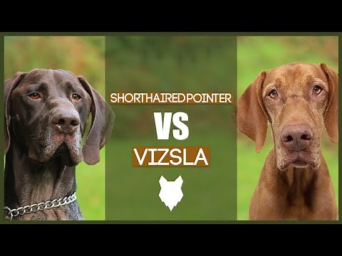 GERMAN SHORTHAIRED POINTER VS VIZSLA