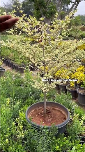 The Beauty of Terminalia Metallica Plant
