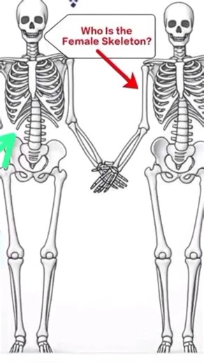 What Is a Female Skeleton? | Skeletal System Explained #shortsfeed #healthspeak5 #smartbones
