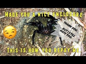 DIY tarantula habitat ~ NO MORE COLLAPSING BURROWS !!! [EXPERIMENT]