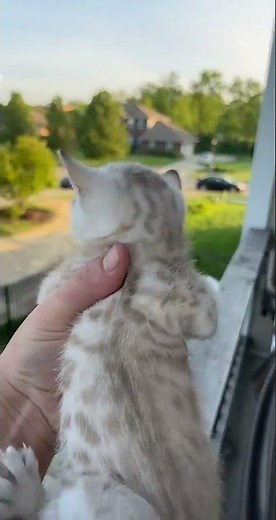 Mama Cat Comes Running Home to Kitten's Cry || ViralHog