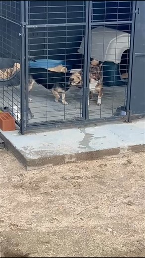 PROA on Instagram: "Nuestras chicas dicen que el día gélido no más va a parar!!! Ellas quieren jugar y disfrutar cada día!! Deberíamos aprender de ellas 😍 Si quieres conocerlas, hazte padrino /madrina o hazte voluntario/a!! En días fría también necesitamos que venga la gente 😢 ellos también pasan frío, se mojan... Y necesitan que les echemos una patita Escribe a info@proaweb.org y te informamos #adopta #adoptanocompres #perrosenadopción #protectora #apadrina"