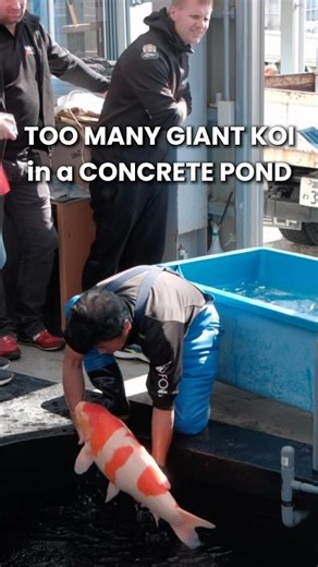 Too many GIANT KOI FISH in a concrete pond #koi #koifish #nishikigoi #koifarm #japanesekoifish