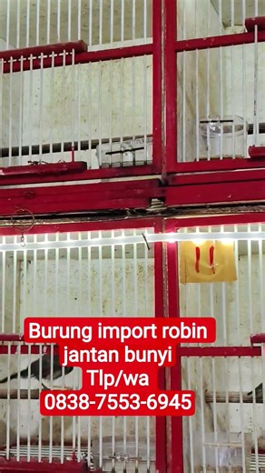 IMPORTED MALE ROBIN BIRD SOUND