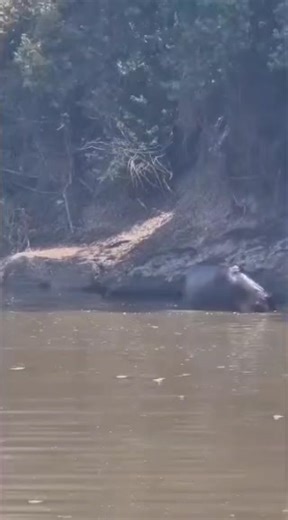 What a specialsighting! watching a hippo mother giving birth, a moment of it's own🦛💞 #hippo #hippos #Hippopotamus #babyhippo #aquatic #boatsafari #gamedrivesafari #africansafari #adventure #babyanimals #cute 🎥JeffNaurori | Wildfriends Africa