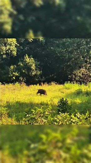 “Wild Boar Death Shot – Precision Archery in Action!” #hunting