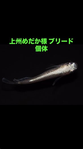 日の丸めだか on Instagram: "ヤフオク出品！！ 最新世代 ルナイエローキッシング 1ペア B 現物出品 上州めだか様 ブリード個体 https://auctions.yahoo.co.jp/jp/auction/j1218565702 #メダカ #めだか #めだかつ #日の丸めだか #鑑賞魚"