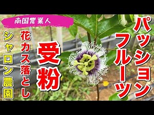 [Passion Fruit] Passion fruit pollination and flower dregs removal! #PassionFruit #PassionFruitCu...