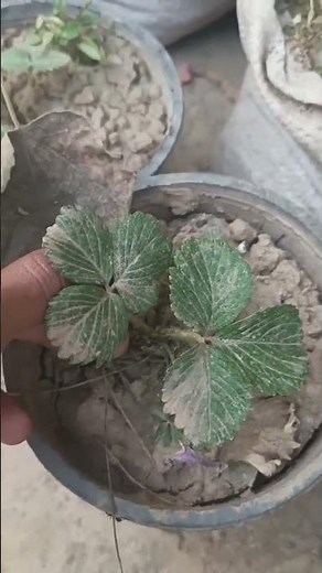 How to Save Strawberry Plants from Fungus & Diseases 🍓 | Easy Treatment Guide