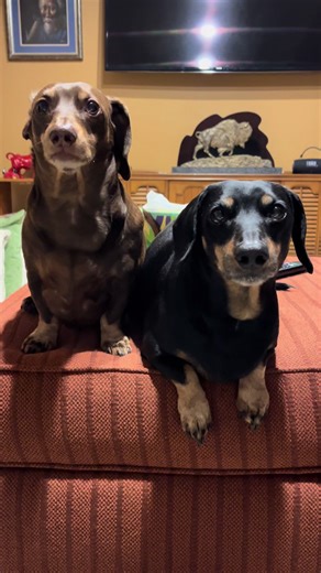 Understanding Dachshund Behavior and Love