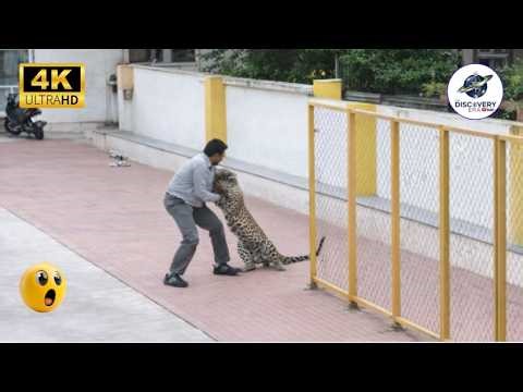 THE MOST TERRIFYING WILD ANIMAL ATTACKS IN HISTORY | SHOCKING FOOTAGE